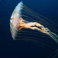 Chrysaora jellyfish close-up
