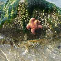 Starfish Perched on a rock