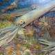 Early Giant Nautilus like animals