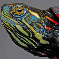 Head of the Painted Turtle - Chrysemys picta