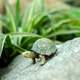 Small green turtle on rock