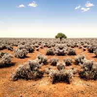 Shrubs on the ground and tree in the middle at World's End in South Australia