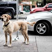 Dog Standing on Sidewalk in Calgary, Alberta, Canada