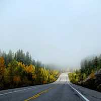 Foggy Roadway with trees on the side in Jasper National Park, Alberta, Canada