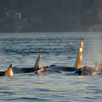 Killer Whales swimming in a pod in Victoria, British Columbia, Canada