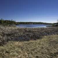 Marsh and Wetland Landscape on the Ingraham Trail