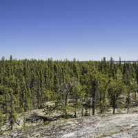 Pine trees below the rock under blue skies on the Ingraham Trail