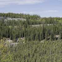Rows of pine trees on the Ingraham Trail