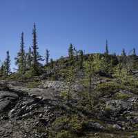 Trees on a rocky hill on the Ingraham Trail