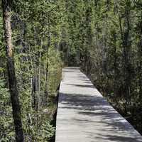Wooden Boardwalk through the forest on the Cameron Falls Trail