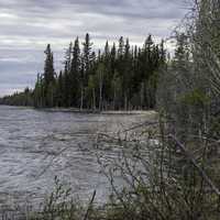 Shoreline with trees at Chan lake Territorial Park