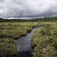 Creek flowing through the bog landscape at Algonquin Provincial Park, Ontario, Canada