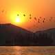 Birds flying over sunset over east lake