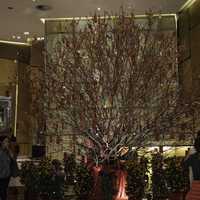 Tree with Hong Baos