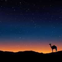Camel under the stars in Egypt