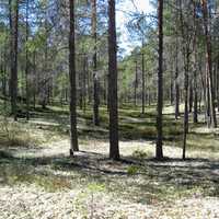 Typical forest in Hailuoto in Finland