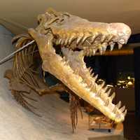 Mosasaur skeleton from the Cretaceous