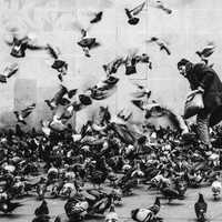 Man with Pigeons in Paris, France