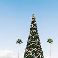Tall Christmas Tree with lights