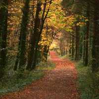 Hiking Trail through the Autumn Trees