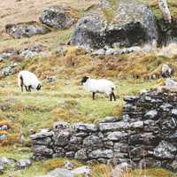 Landscape and livestock in Lough Dan, Ireland.