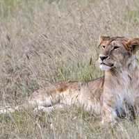 Lion resting in the grass in Kenya