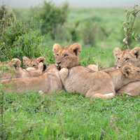 Pride of Lions in Kenya