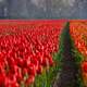 Red Tulip Fields in Holland, Netherlands