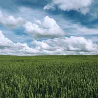 Agriculture landscape under clouds and sky