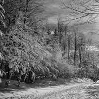 Black and White snow forest