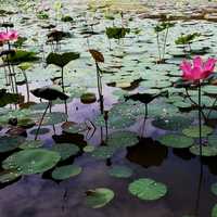 Lotus Pond Landscape with lillies
