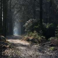 Mystical Fairy Walkpath in forest