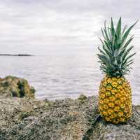 Pineapple by the seaside