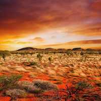 Red Sky and landscape with desert grass and plants