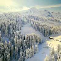 Snowy forest and trees landscape