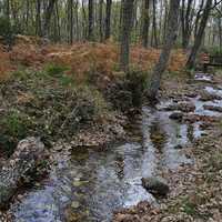 Stream and woods Landscape