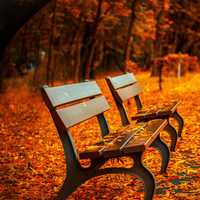 Bench in the Autumn