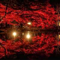Red trees, lights, and reflection in garden