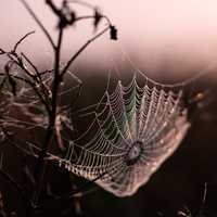 Suspended Spider Web