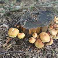 Tree Stump with mushroom fungus around it