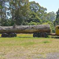 Truck pulling large log in the field