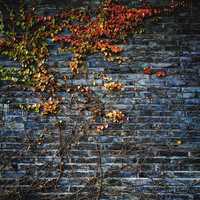 Vines and Leaves Growing on Wall