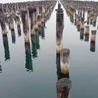 Wood Poles sticking out of the water