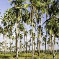Palm Forest in the Philippines