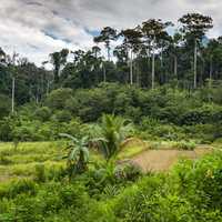 Trees, forest, greenery, and Jungle