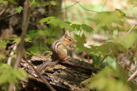 Chipmunk in Forest