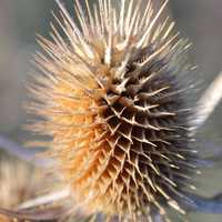 Spiky Field Plant - Dipsacus laciniatus (cut-leaved teasel) 