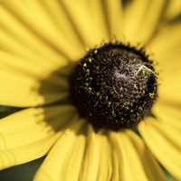 Macro of yellow flower with detailed core
