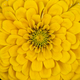 Many layered yellow flower