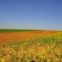 Yellow flowers landscape in Spain